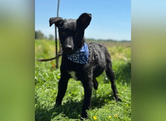 Jungrüde Dado ♥️ so lebensfroh entzückend