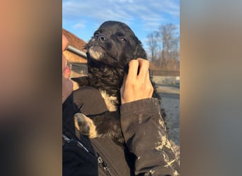 Kleine ♥Milena♥ sanfte, verspielte Junghündin