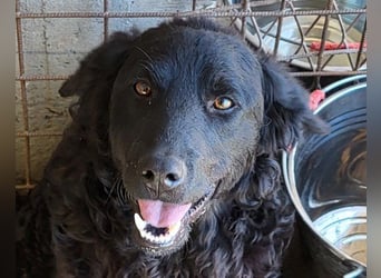 Kroat. Schäfi-Mix GONZALES❤️ super süßer Hundejunge mit tollem Charakter!