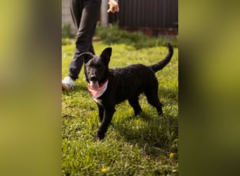 MIMA❤️soziales, kuscheliges und verspieltes Kroat.Schäfi-Mix-Mädchen sucht ihre Familie