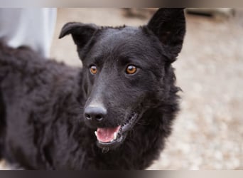 Jungrüde Dado ♥️ so lebensfroh entzückend