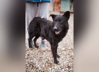 Jungrüde Dado ♥️ so lebensfroh entzückend