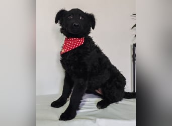 ZOA❤️Kroat. Schäferhund-Mix-Mädel voller purer Lebensfreude