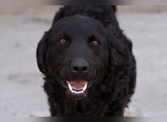 GONZALES❤️ liebenswerter, agiler und neugieriger Kroatischer Schäferhund-Mix GONZALES❤️ liebenswerter, agiler und neugieriger Kroatischer Schäferhund-Mix