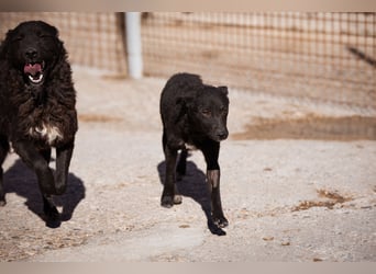 Jane ❤️ neugieres, liebes Hundemädchen Jane ❤️ neugieres, liebes Hundemädchen