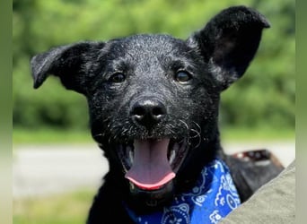 Jungrüde Dado ♥️ so lebensfroh entzückend