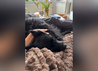 Besuche Daisy in 04157 Leipzig