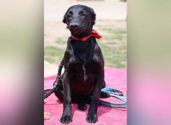 Zarte Schäfi-Terrier-Mix-Junghündin ♥ARA♥ sucht Vertrauen & Liebe & Abenteuer