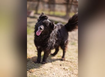 Kroat. Schäfi-Mix Lola ❤️ lebhafte, schlaue Schmusemaus!
