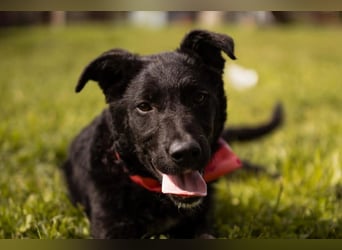 MIMA❤️soziales, kuscheliges und verspieltes Kroat.Schäfi-Mix-Mädchen sucht ihre Familie