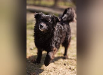 Kroat. Schäfi-Mix Lola ❤️ lebhafte, schlaue Schmusemaus!