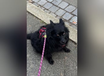 Kleine ♥Daisy♥ erwartet dich in 01640 Coswig zum kennen- und lieben lernen