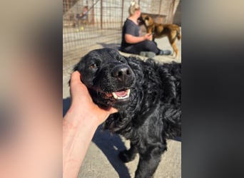 GONZALES❤️ super süßer Kroat. Schäfi-Mix mit tollem Charakter!