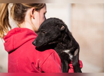 Jane ❤️ neugieres, liebes Hundemädchen