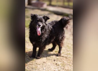 Kroat. Schäfi-Mix Lola ❤️ lebhafte, schlaue Schmusemaus!