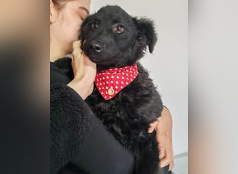 ZOA❤️Kroat. Schäferhund-Mix-Mädel voller purer Lebensfreude