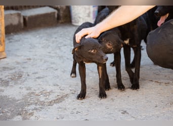 Jane ❤️ neugieres, liebes Hundemädchen Jane ❤️ neugieres, liebes Hundemädchen