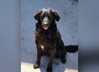 Kroat. Schäfi-Mix GONZALES❤️ super süßer Hundejunge mit tollem Charakter!