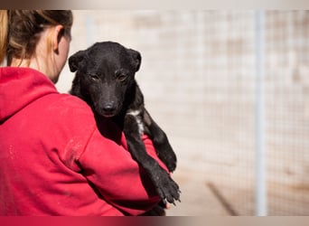 Jane ❤️ neugieriges, liebes Kroat. Schäfi-Mix Hundemädchen