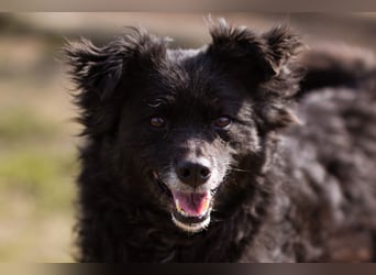 Kroat. Schäfi-Mix Lola ❤️ lebhafte, schlaue Schmusemaus!