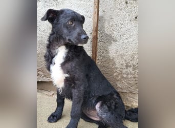 Jane ❤️ neugieriges, liebes Kroat. Schäfi-Mix Hundemädchen