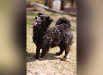 Kroat. Schäfi-Mix Lola ❤️ lebhafte, schlaue Schmusemaus!