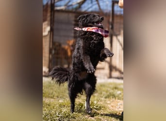 ZOA❤️Kroat. Schäferhund-Mix-Mädel voller purer Lebensfreude