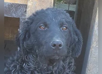 Kroat. Schäfi-Mix GONZALES❤️ super süßer Hundejunge mit tollem Charakter!