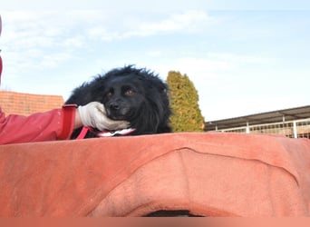 Kleine ♥Daisy♥ erwartet dich in 01640 Coswig zum kennen- und lieben lernen