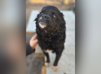 ♥Milena♥ sanfte, verspielte Junghündin