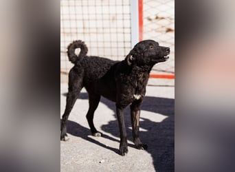 Jane ❤️ neugieriges, liebes Kroat. Schäfi-Mix Hundemädchen
