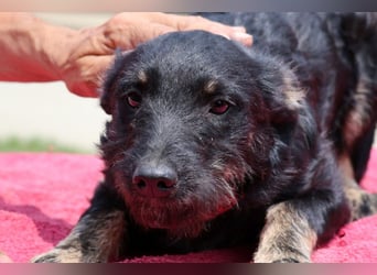 Kleine lebensfrohe liebe ♥ Abba ♥ sucht Schutz & Liebe & Abenteuer