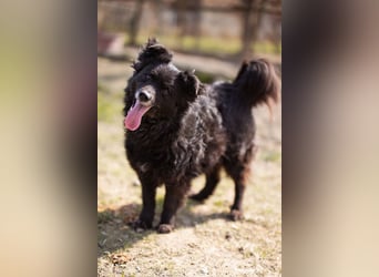 Kroat. Schäfi-Mix Lola ❤️ lebhafte, schlaue Schmusemaus!