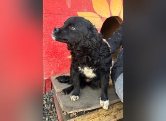 ♥Milena♥ sanfte, verspielte Junghündin