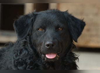 GONZALES❤️ super süßer Kroat. Schäfi-Mix mit tollem Charakter!