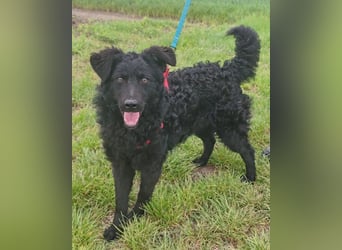 ZOA❤️Kroat. Schäferhund-Mix-Mädel voller purer Lebensfreude