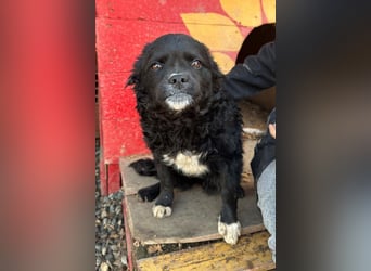 ♥Milena♥ sanfte, verspielte Junghündin