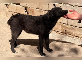 Jane ❤️ neugieriges, liebes Kroat. Schäfi-Mix Hundemädchen