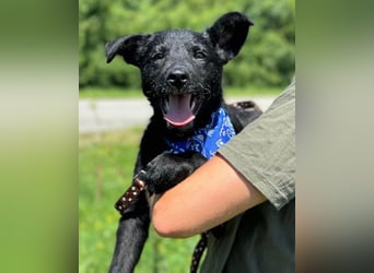 Jungrüde Dado ♥️ so lebensfroh entzückend