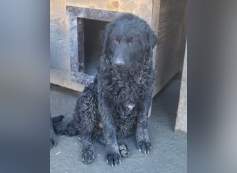 Kroat. Schäfi-Mix GONZALES❤️ super süßer Hundejunge mit tollem Charakter!