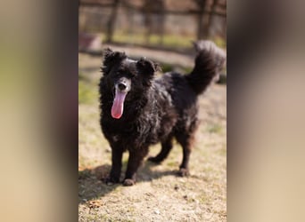Kroat. Schäfi-Mix Lola ❤️ lebhafte, schlaue Schmusemaus!