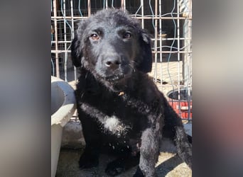 Kroat. Schäfi-Mix GONZALES❤️ super süßer Hundejunge mit tollem Charakter!