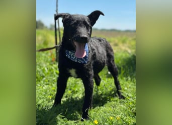 Jungrüde Dado ♥️ so lebensfroh entzückend