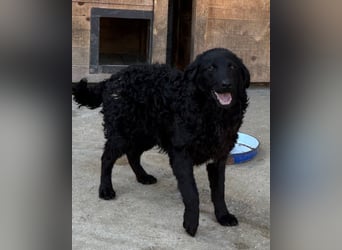 Kroat. Schäfi-Mix GONZALES❤️ super süßer Hundejunge mit tollem Charakter!