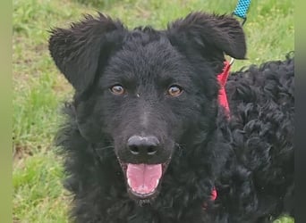 ZOA❤️Kroat. Schäferhund-Mix-Mädel voller purer Lebensfreude