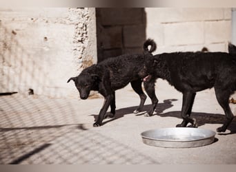 Jane ❤️ neugieriges, liebes Kroat. Schäfi-Mix Hundemädchen