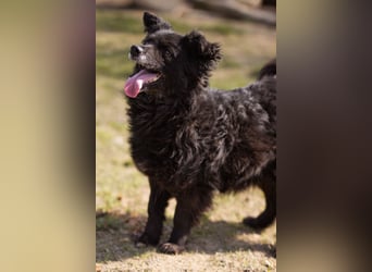 Kroat. Schäfi-Mix Lola ❤️ lebhafte, schlaue Schmusemaus!