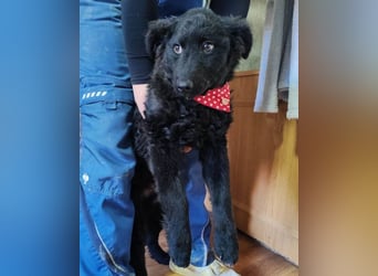 ZOA❤️Kroat. Schäferhund-Mix-Mädel voller purer Lebensfreude