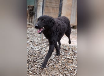 Jungrüde Dado ♥️ so lebensfroh entzückend