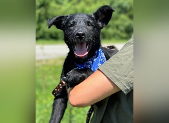 Jungrüde ♥Dado♥ so lebensfroh entzückend Jungrüde ♥Dado♥ so lebensfroh entzückend